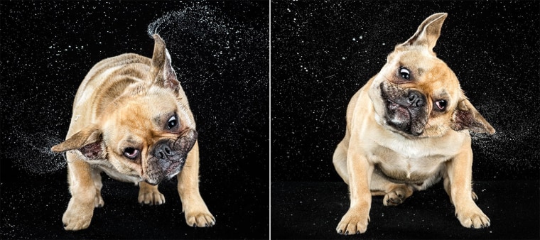 Shake it! Adorable photos catch dogs in motion