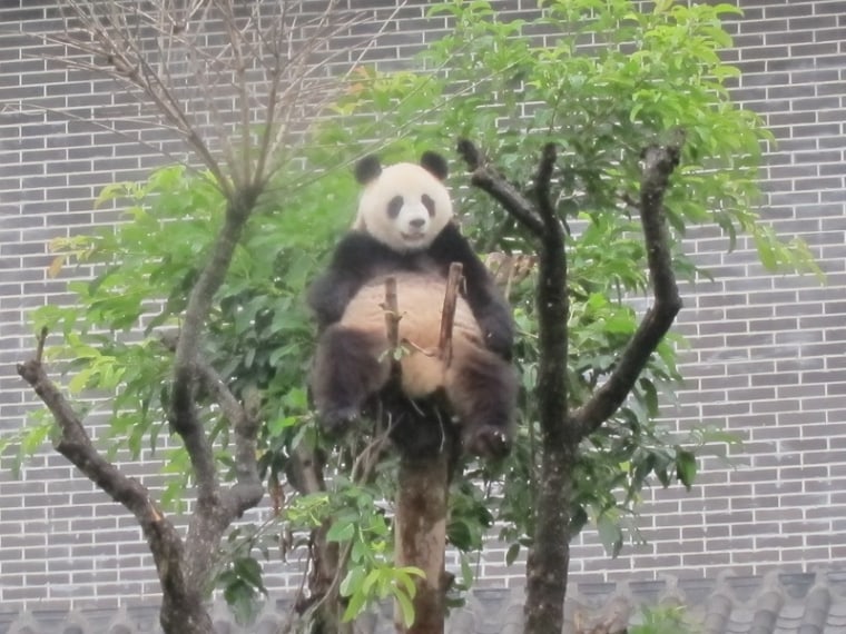Image: Giant panda