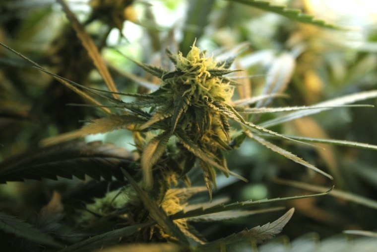 Image: Cannabis plant