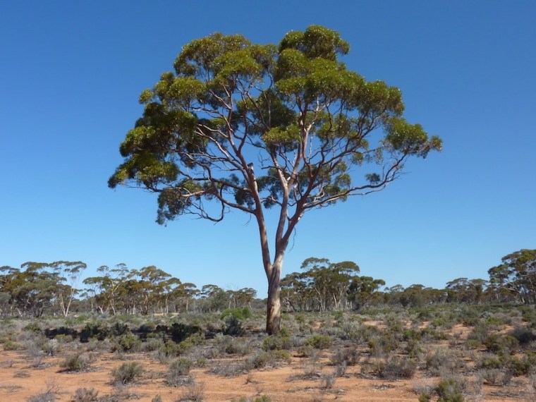 Image: Eucalyptus tree
