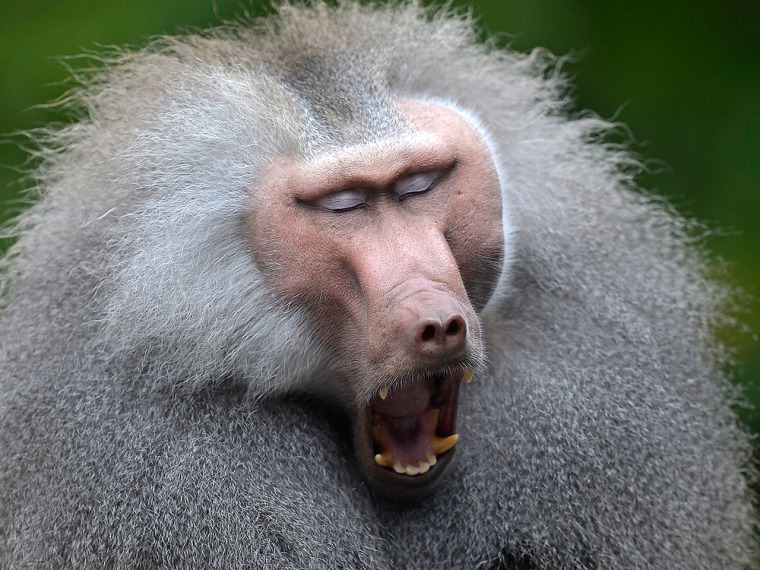 A baboon yawns