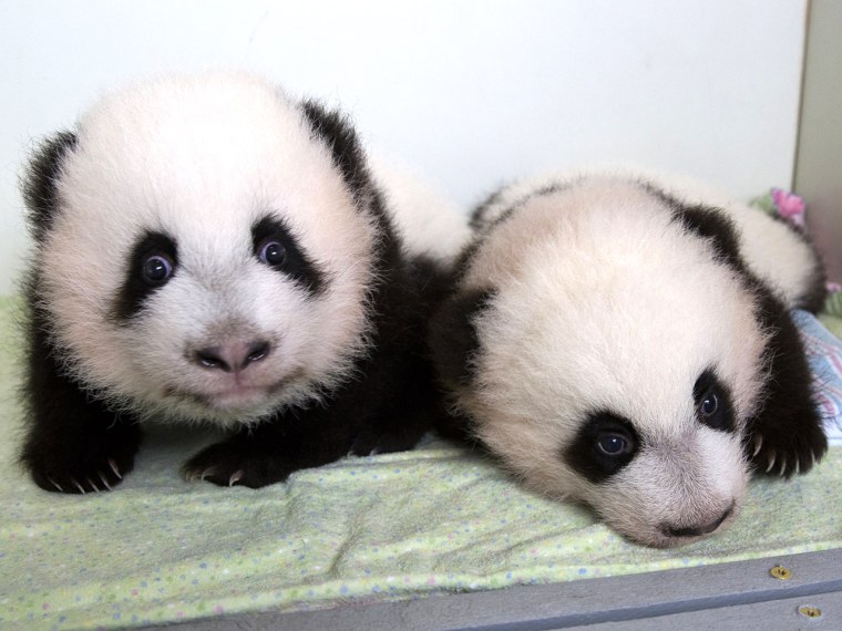 Image: Mei Huan, left, and Mei Lun, the first pair of twin giant panda cubs to be born in the United States and survive, are pictured on Wednesday at Zoo Atlanta.