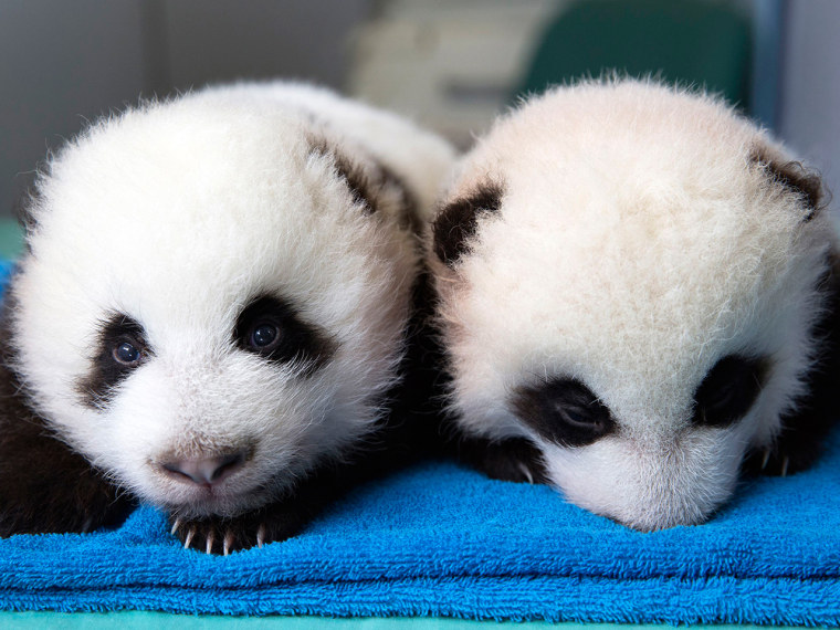 Two male giant panda cubs are shown in this handout provided by The Atlanta Zoo in Atlanta, Georgia, October 3, 2013. The zoo is giving members of the...