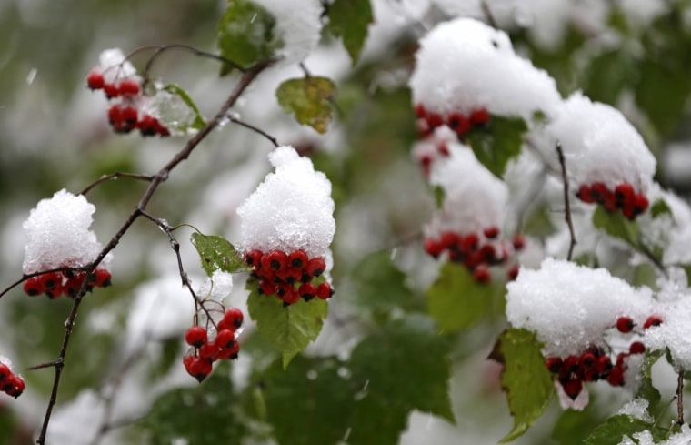 Snow covers berries after a fresh snowfall Thursday in Gates Mills, Ohio. The unseasonable chill is expected to last the rest of the week.