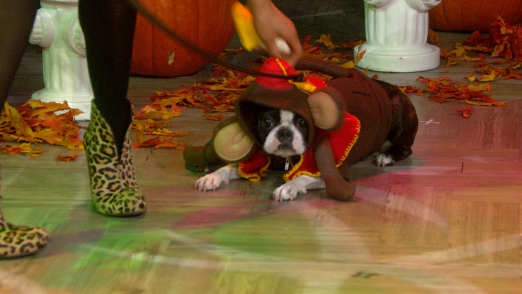 This dog, dressed like an organ grinder for a Halloween segment, was not amused.