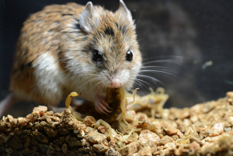 A grasshopper mouse with a mouthful of fresh-killed bark scorpion.