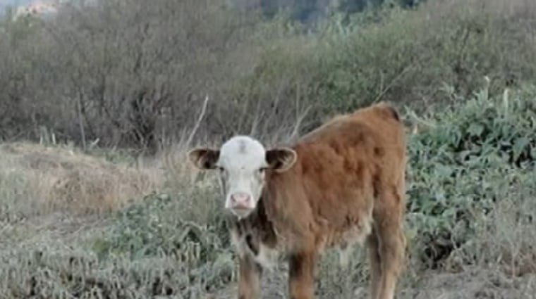 A cow running free in California's Chino Hills State Park.