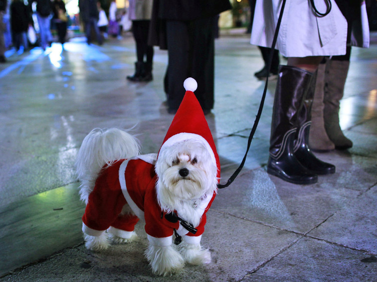 A dog dressed in a Santa Claus costume