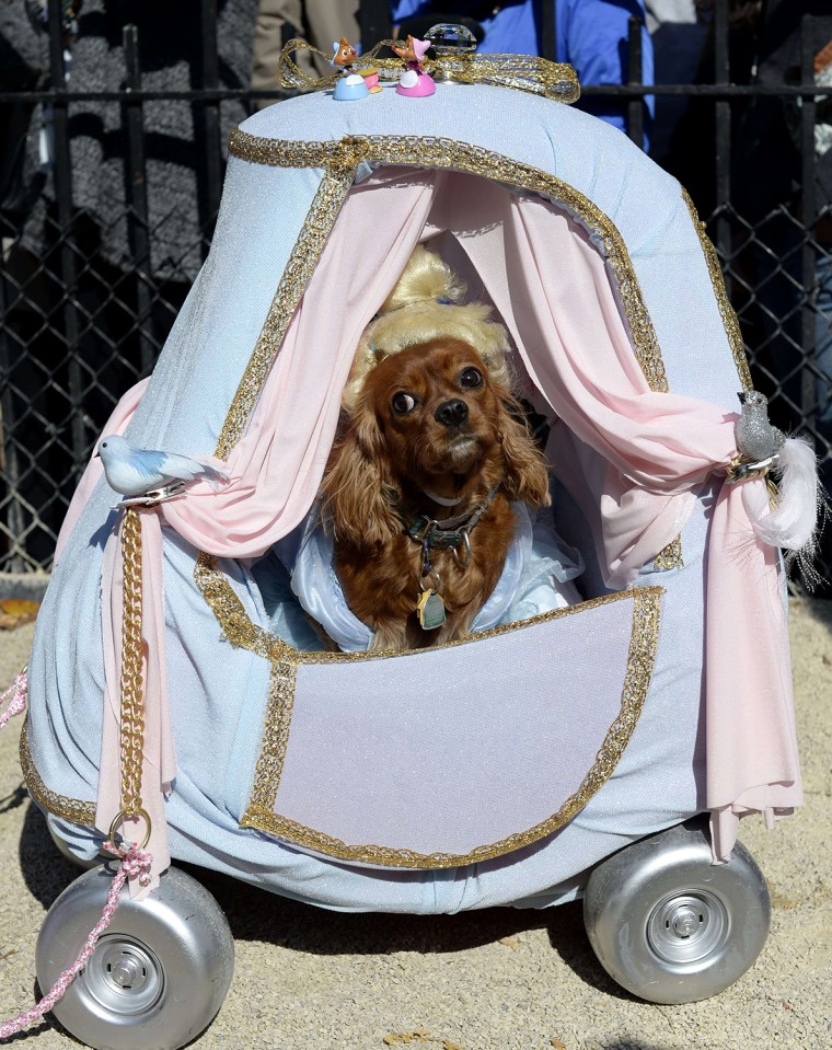 A dog dressed as \"Cinderella\" participates in the 23rd Annual Tompkins Square Halloween Dog Parade on October 26, 2013 in New York City. Thousands of ...