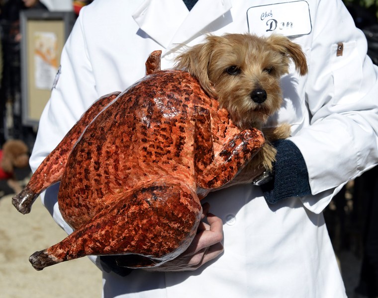A dog dressed as a turkey participates in the  23rd Annual Tompkins Square Halloween Dog Parade on October 26, 2013 in New York City. Thousands of spe...