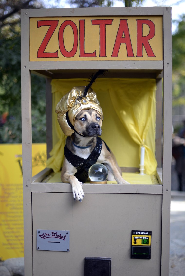A dog dressed as a Zoltar fortune telling machine participates in the 23rd Annual Tompkins Square Halloween Dog Parade on October 26, 2013 in New York...