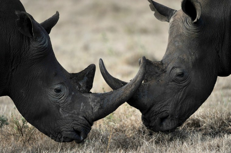 Two black rhinos are seen in a Kenyan wildlife conservancy in 2010.