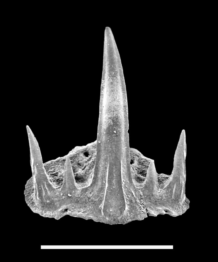 ne of the tiny little cladodontomorph shark teeth (scale bar indicates 0.5 mm) discovered in 135 million-years-old rocks, whereas this shark group was thought to have gone extinct 120 million years earlier.