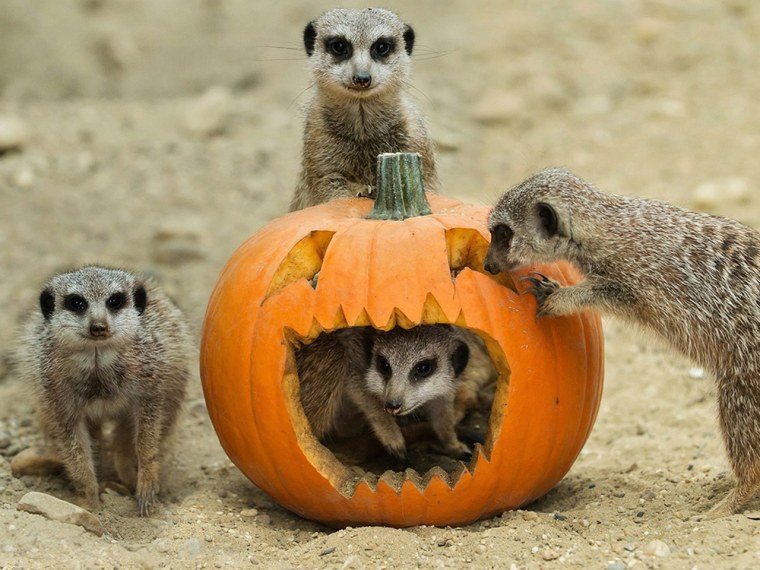 meerkats play with a carved pumpkin