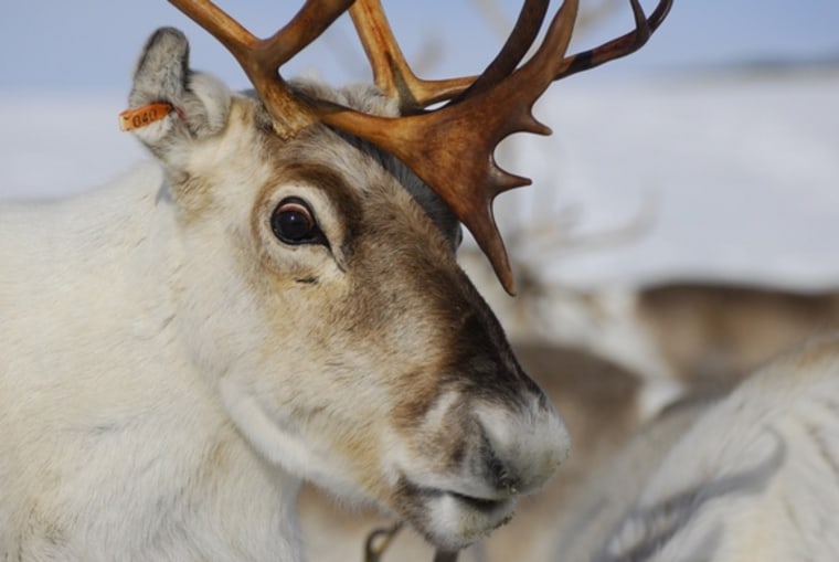 Why reindeer eyes turn blue in the dark Arctic winter