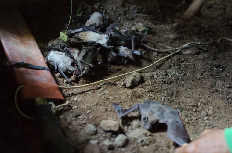 Captured bats on the cave floor.