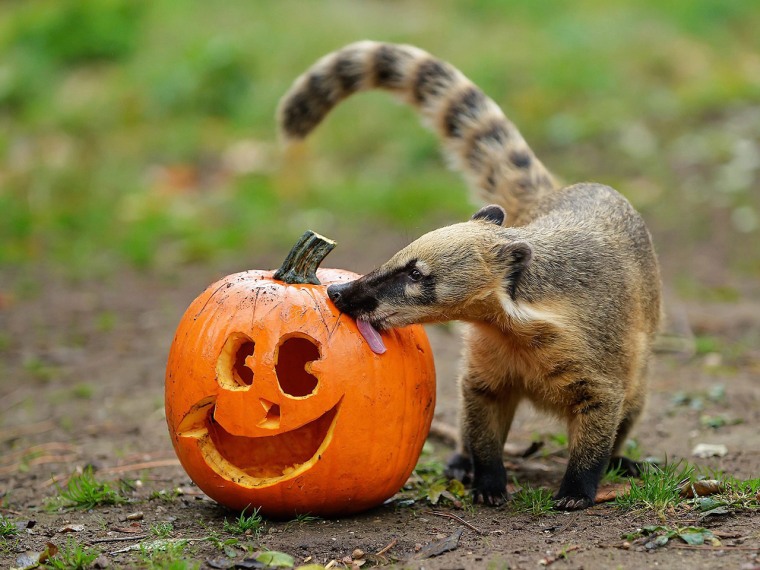 epa03927781 An undated handout photograph made available by Schoenbrunn Zoo on 28 October 2013 shows a coati licking a pumpkin ahead of Halloween at S...