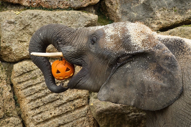 epa03927784 An undated handout photograph made available by Schoenbrunn Zoo on 28 October 2013 shows a elephant eating a pumpkin ahead of Halloween at...