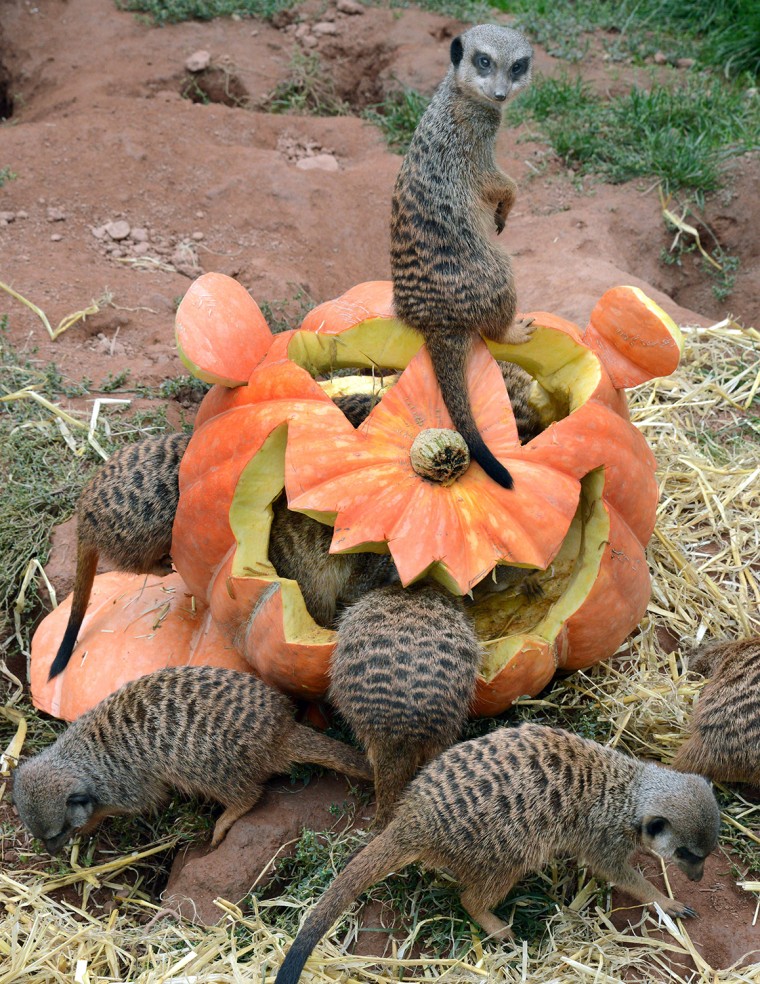 Meerkats inspect a pumpkin carved in Halloween design and filled with flour worms and straw on September 24, 2013 at the zoo in Leipzig, eastern Germa...