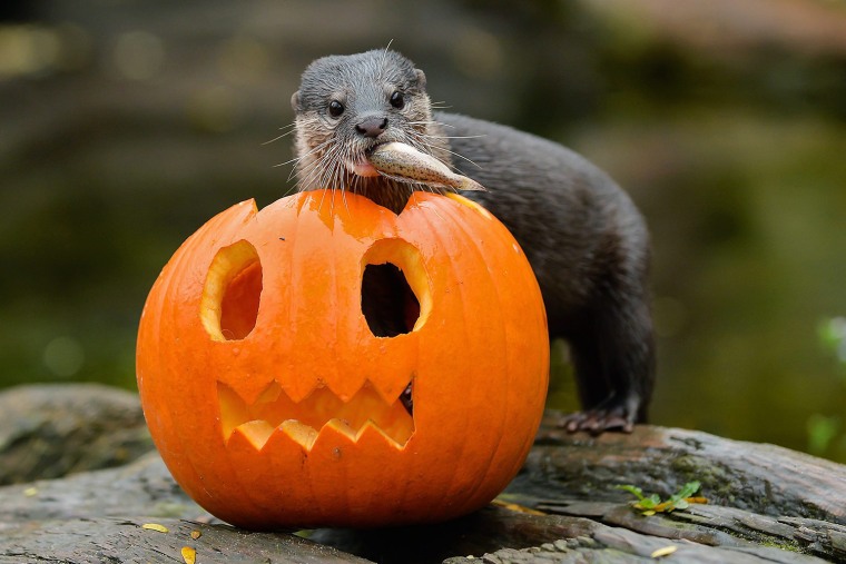 epa03927782 An undated handout photograph made available by Schoenbrunn Zoo on 28 October 2013 shows an otter standing next to a pumpkin ahead of Hall...