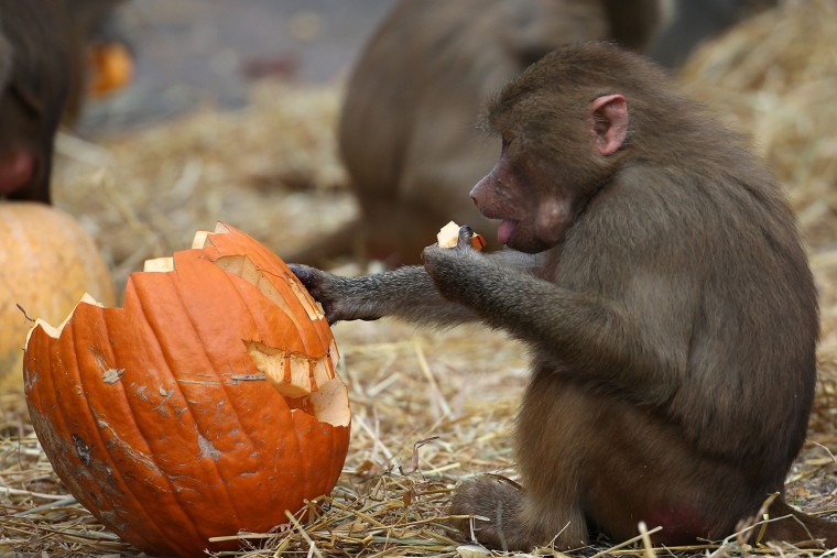 epa03928828 A baboon eats a Halloween pumpkin during a photocall at the Hagenbeck Zoo in Hamburg, Germany, 29 October 2013. Halloween is celebrated on...