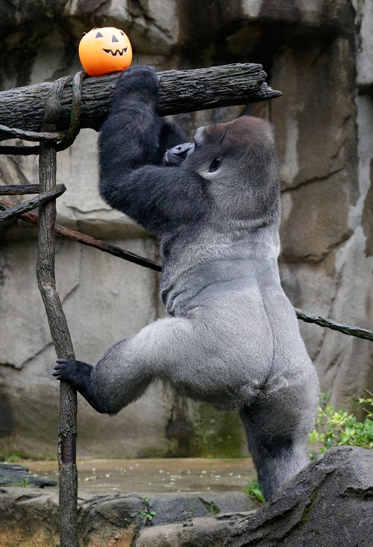 Jomo, a silverback gorilla, climbs to get to a Halloween pumpkin, Thursday, Oct. 3, 2013, at the Cincinnati Zoo in Cincinnati. The gorillas were enjoy...