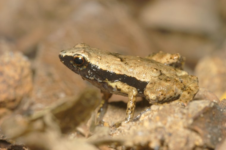Photo of a male gardiner's frog (S. gardineri) taken in its natural habitat of the Seychelles Islands.