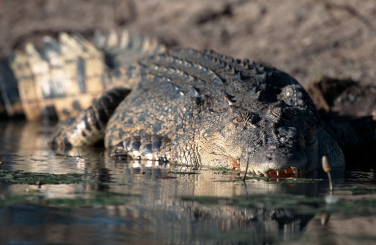A saltwater crocodile similar to this one, held a New Zealand tourist hostage on a small Australian island.