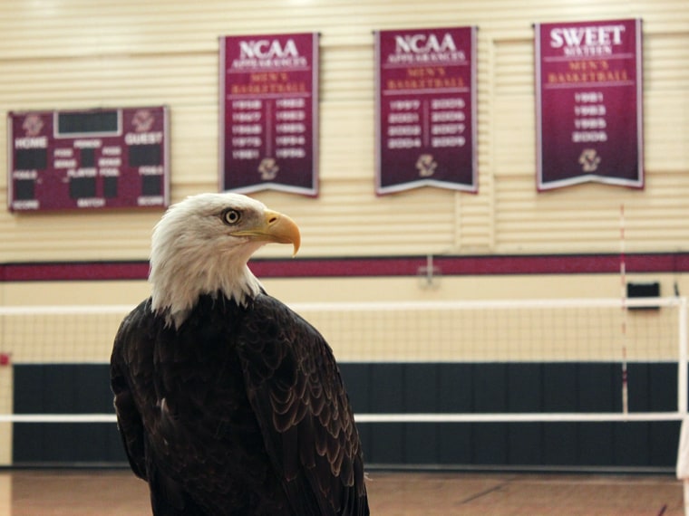 A live bald eagle will once again serve as the mascot for Boston College, nicknamed the Eagles, by appearing at home football games for the first time since 1966.