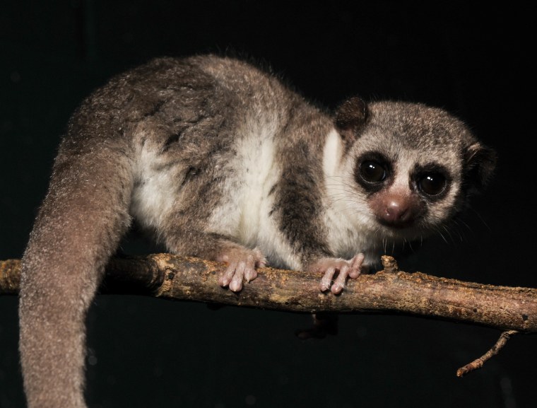 In warm weather, hibernating fat-tailed lemurs don't enter non-REM deep sleep.