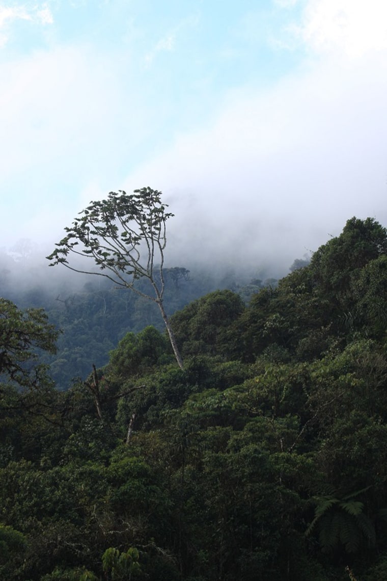 Image of cloud forest.