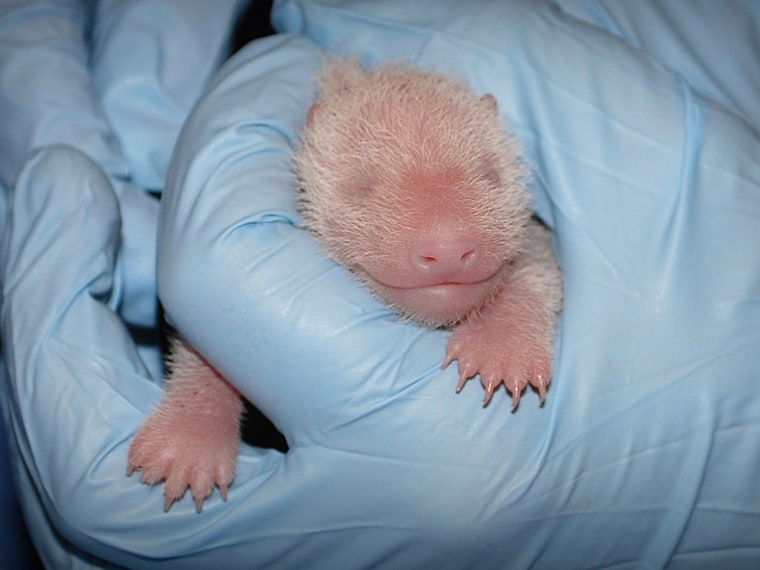The National Zoo's new panda cub on Aug. 25. The cub has been revealed to be female.