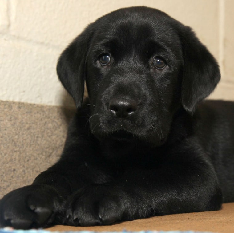 This undated photo provided by the Dallas Zoological Society shows a black Labrador retriever puppy named Amani.  Zoo officials have given Amani to tw...