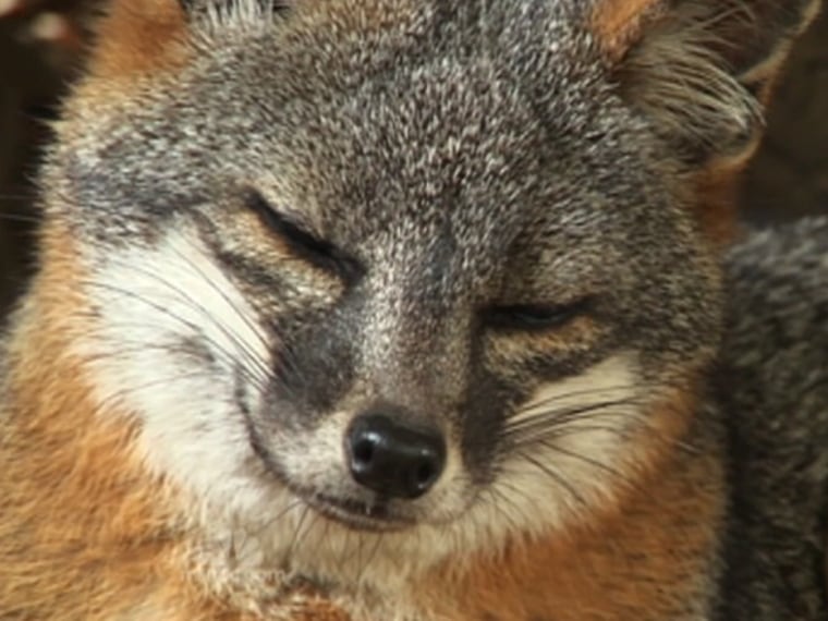 Image: Fox