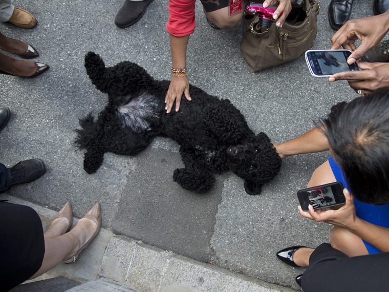 Sunny, President Barack Obama's new dog is surrounded by members of the press during a walk at the White House on Monday, Sept. 9, 2013 in Washington....