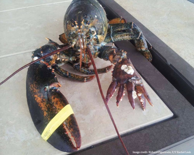 Image: Lobster