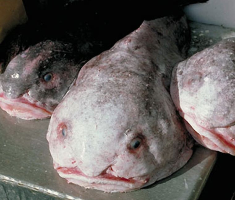 Three blobfish brought up from deep water