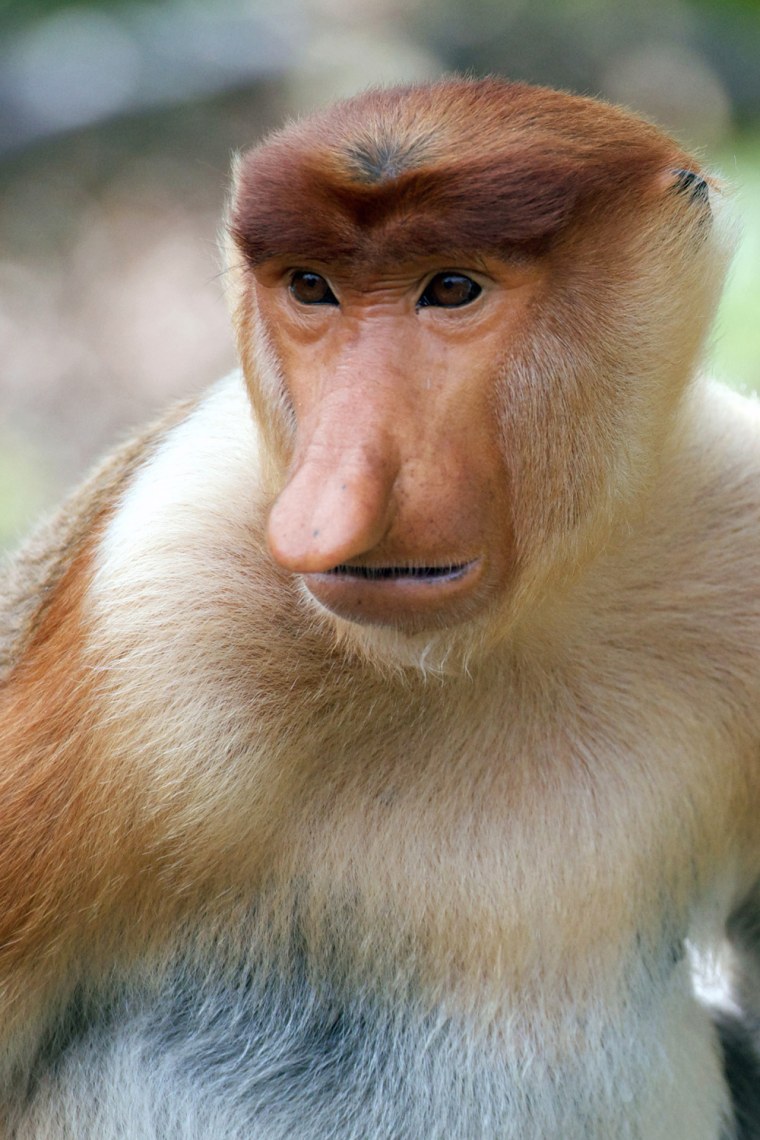 A proboscis monkey sits at a sanctuary in Malaysia's Sabah state, Borneo, in 2012. Expanding palm oil plantations in Malaysian Borneo are rapidly eati...