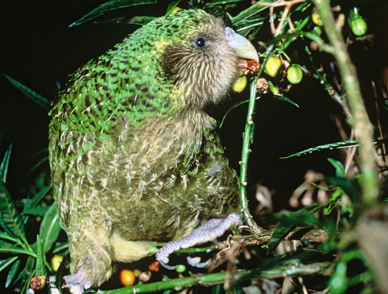 A Kakapo is seen in Chalky Island, New Zealand, in this undated photo provided by New Zealand Conservation Department.