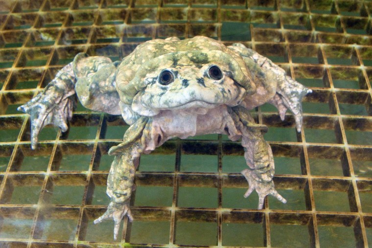 Telmatobius culeus, Lake Titicaca Water Frog