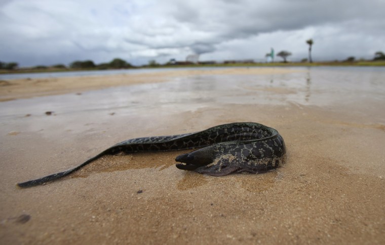 An eel that washed ashore tries to get back to the water in Keehi Lagoon after a massive molasses spill from a Matson cargo ship in Honolulu, Hawaii, ...