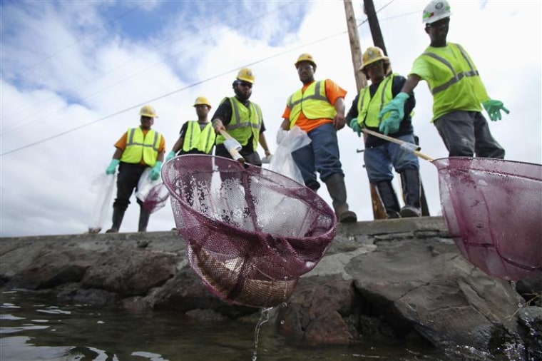 An environmental cleanup crew scoops a dead eel out of Keehi Lagoon after a massive molasses spill from a Matson cargo ship in Honolulu, Hawaii, Septe...