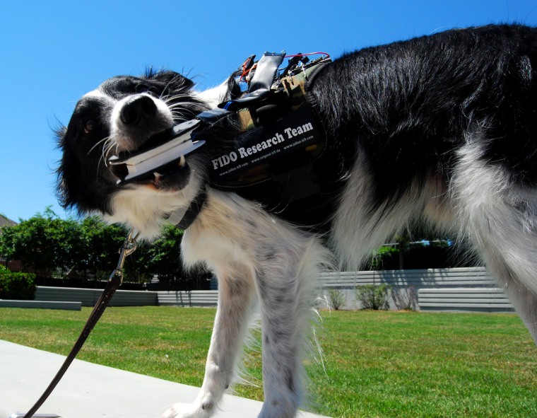 Sky the Border Collie chomps into a bite sensor, one of a few different doggie communication tools that researchers at Georgia Tech are developing.