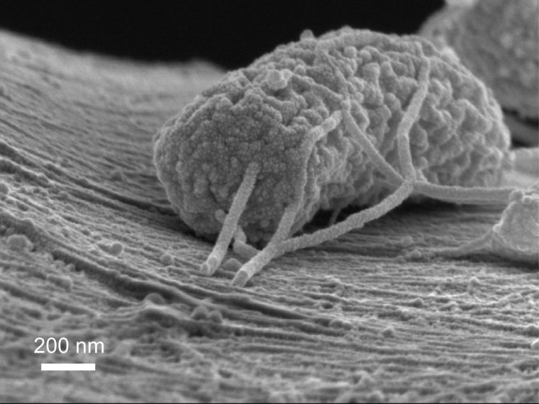 Image of wired microbe