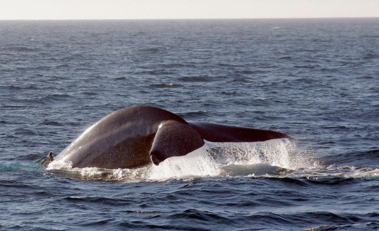 A rare blue whale named Hook was seen on a whale watching trip on the Habor Breeze Cruse Triumphant Coast out of Long Beach on Sunday, Aug 25, 2013...