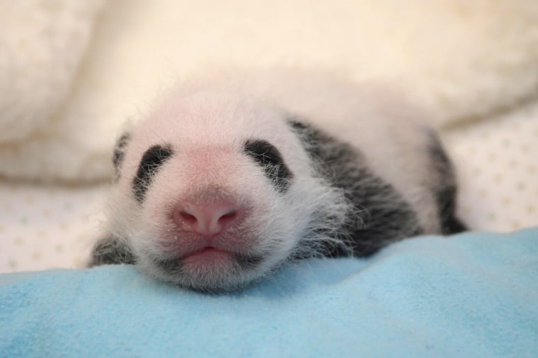 Image: The giant panda cub born at the Smithsonian's National Zoo on Aug. 23.