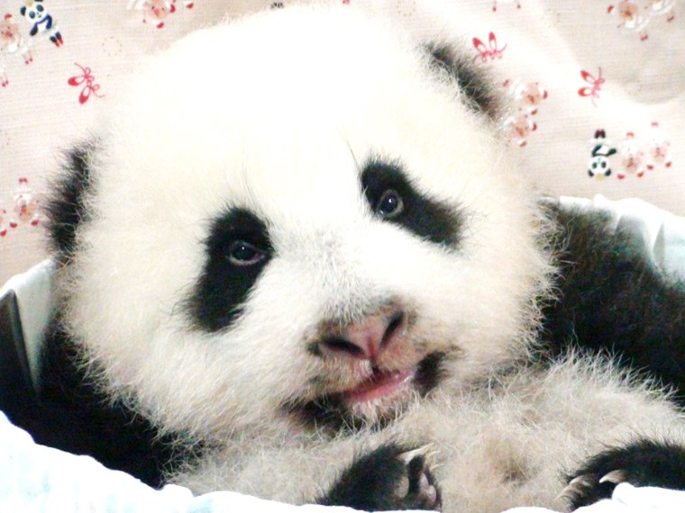 panda cub 