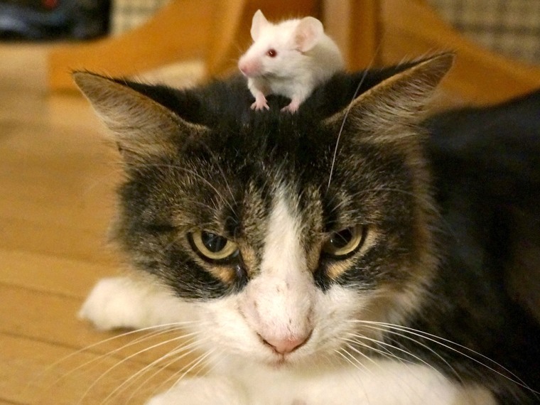 T gondii makes mice lose their fear of cats.