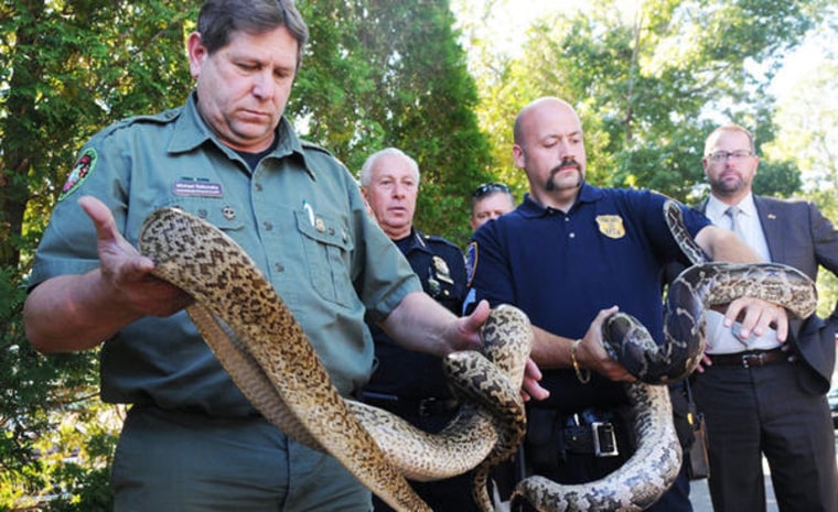 A herpetologist, left, holds a 6-foot Burmese python Thursday found at the home of animal control officer Richard Parrinello in Shirley, N.Y.