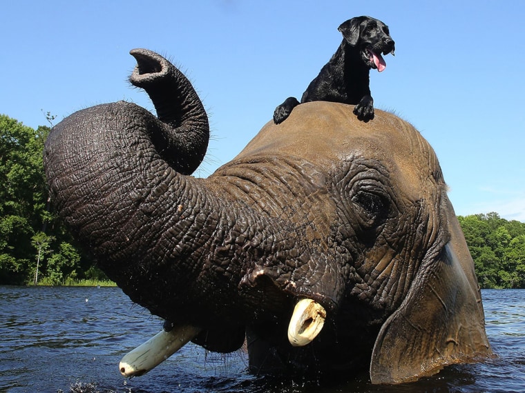 EXCLUSIVE: Bubbles, a 32 year old African elephant, plays in the river with his best friend Bella, a 3 year old labrador. They both live together at M...